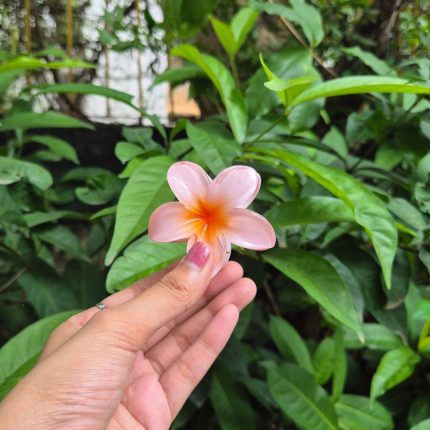 ORANGE KOREAN FLOWER CLAW