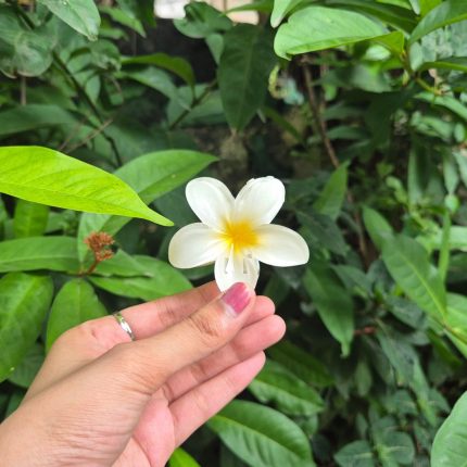 SUNSHINE KOREAN FLOWER CLAW
