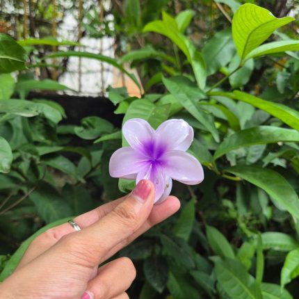 PURPLE KOREAN FLOWER CLAW